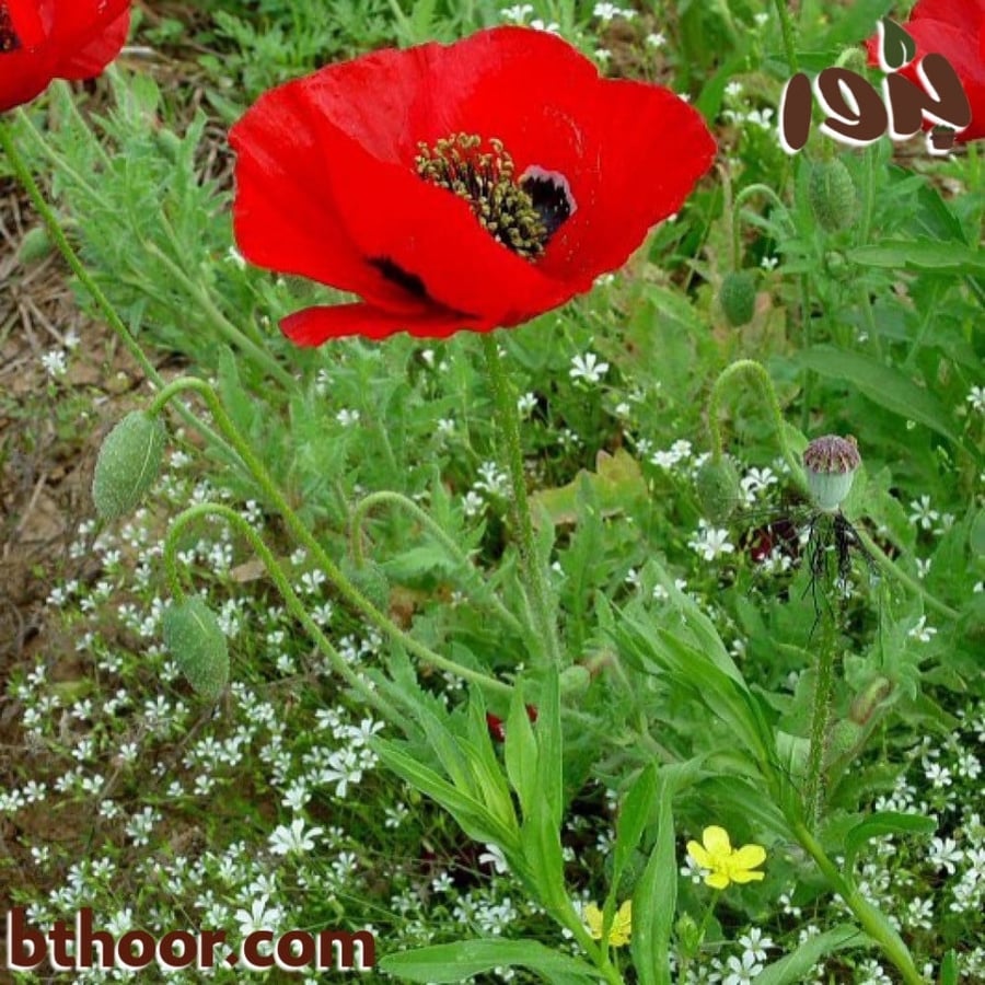 صورة زهرة الديدحان الاحمر