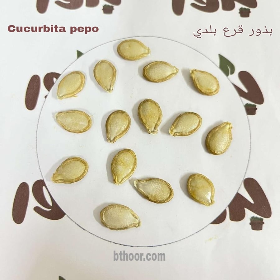 صورة بذور القرع البلدي