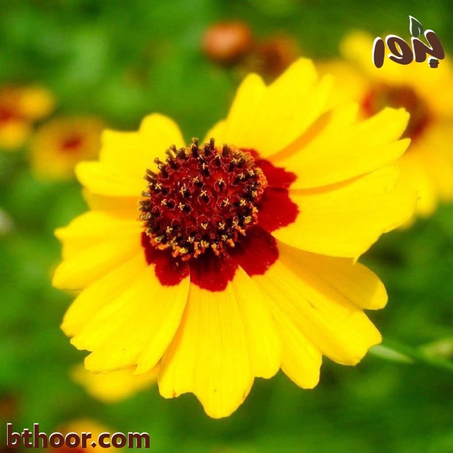 صورة زهرة الكوريوبسس