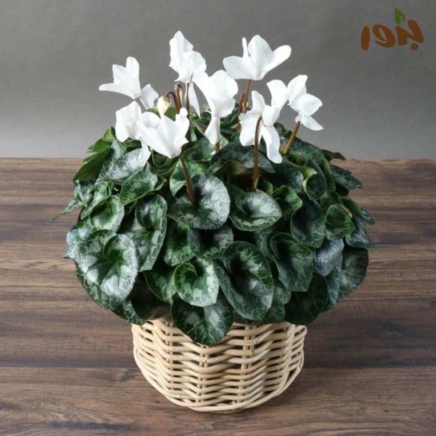 بذور زهرة بخور مريم اللوان متعددة "نبات داخلي" ( cyclamen )