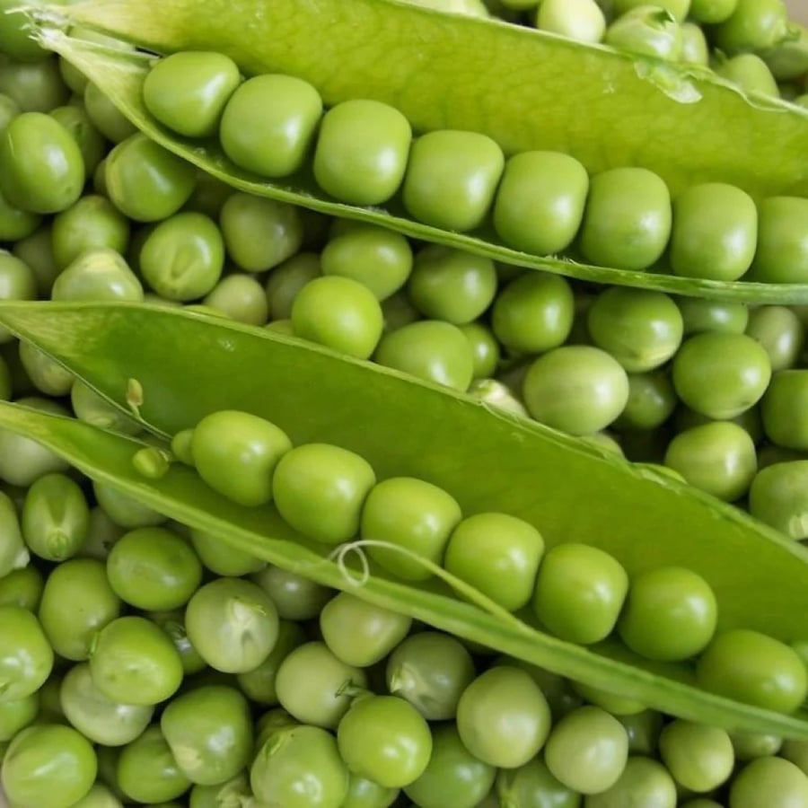 بذور البازالاء