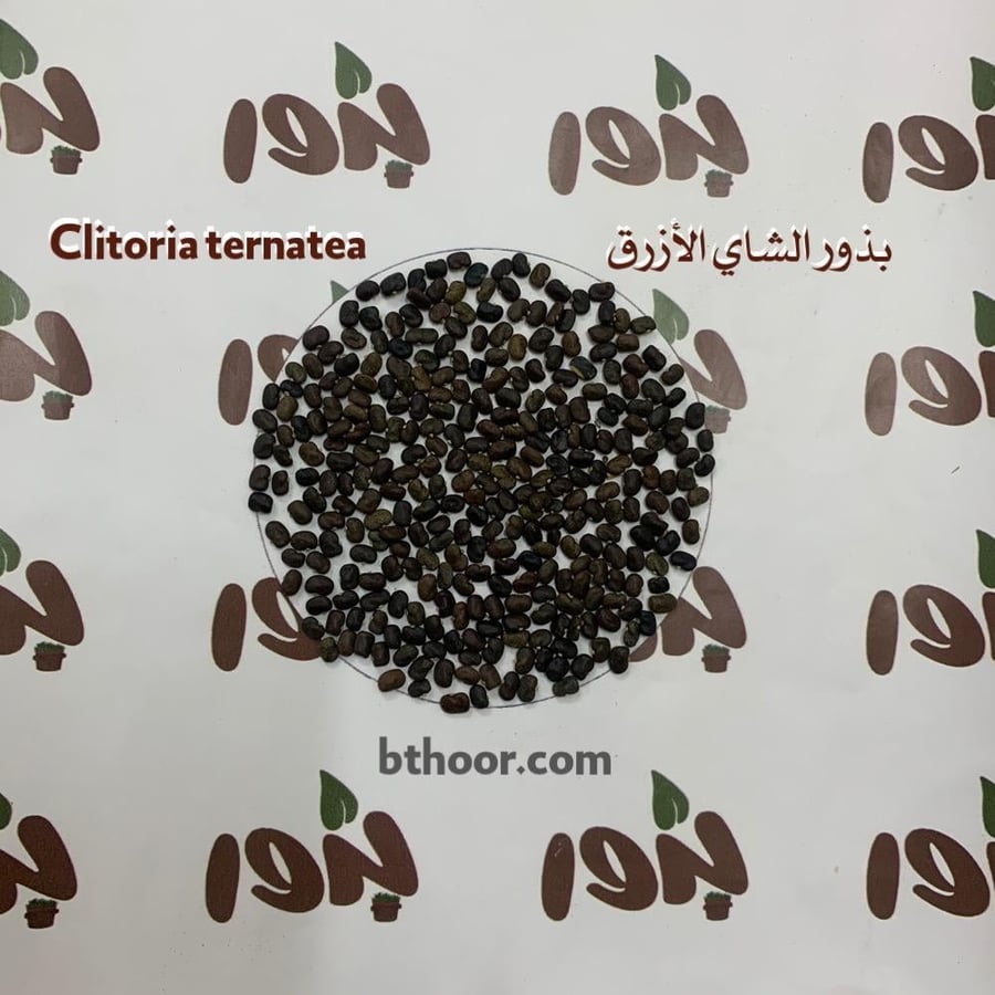 بذور الشاي الازرق