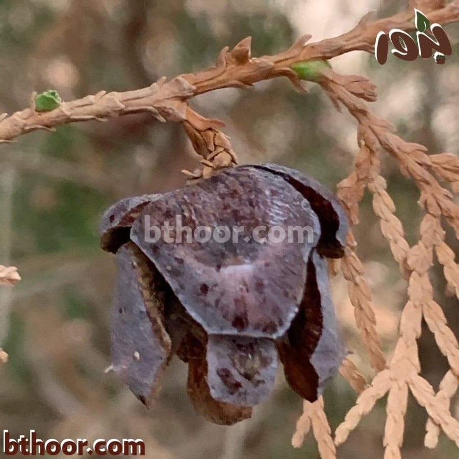 صورة بذور الثويا متجر بذور الزراعي