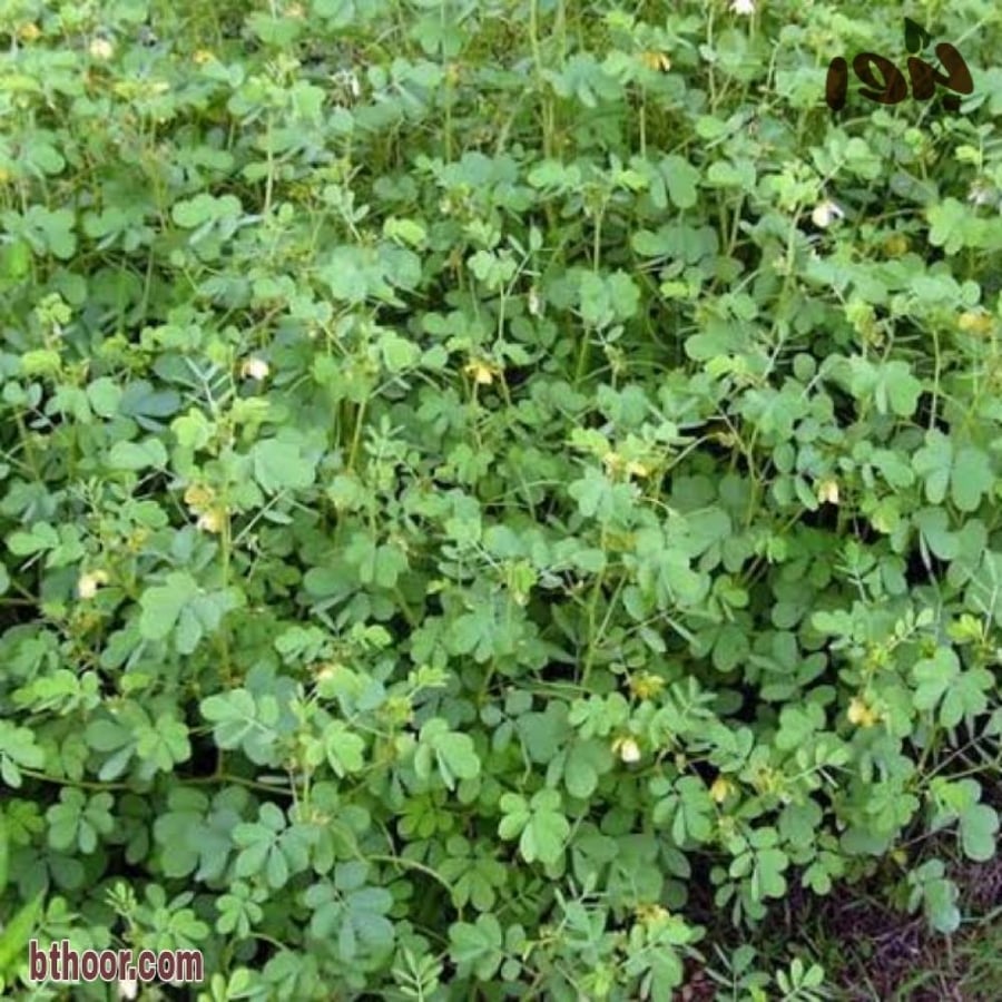 بذور سنا الصينية