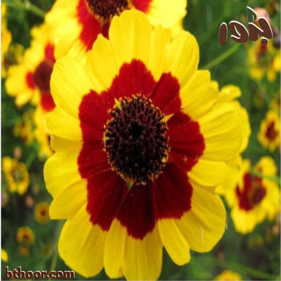 بذور زهرة الكوريوبسس ( oreopsis tinctoria )