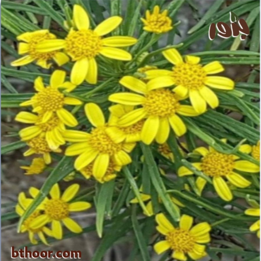 صورة نبات الصوم