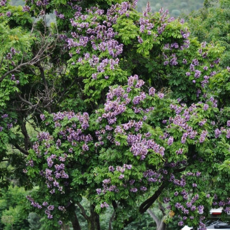 البونجاميا