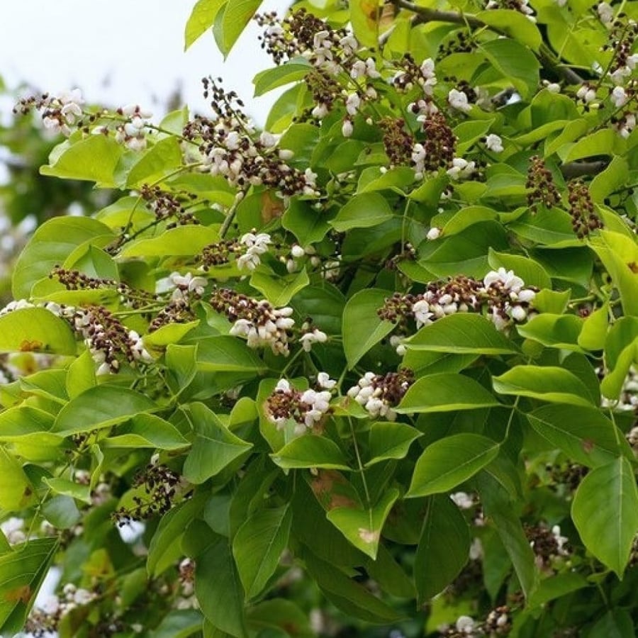 زهور وبذور شجرة البونجاميا