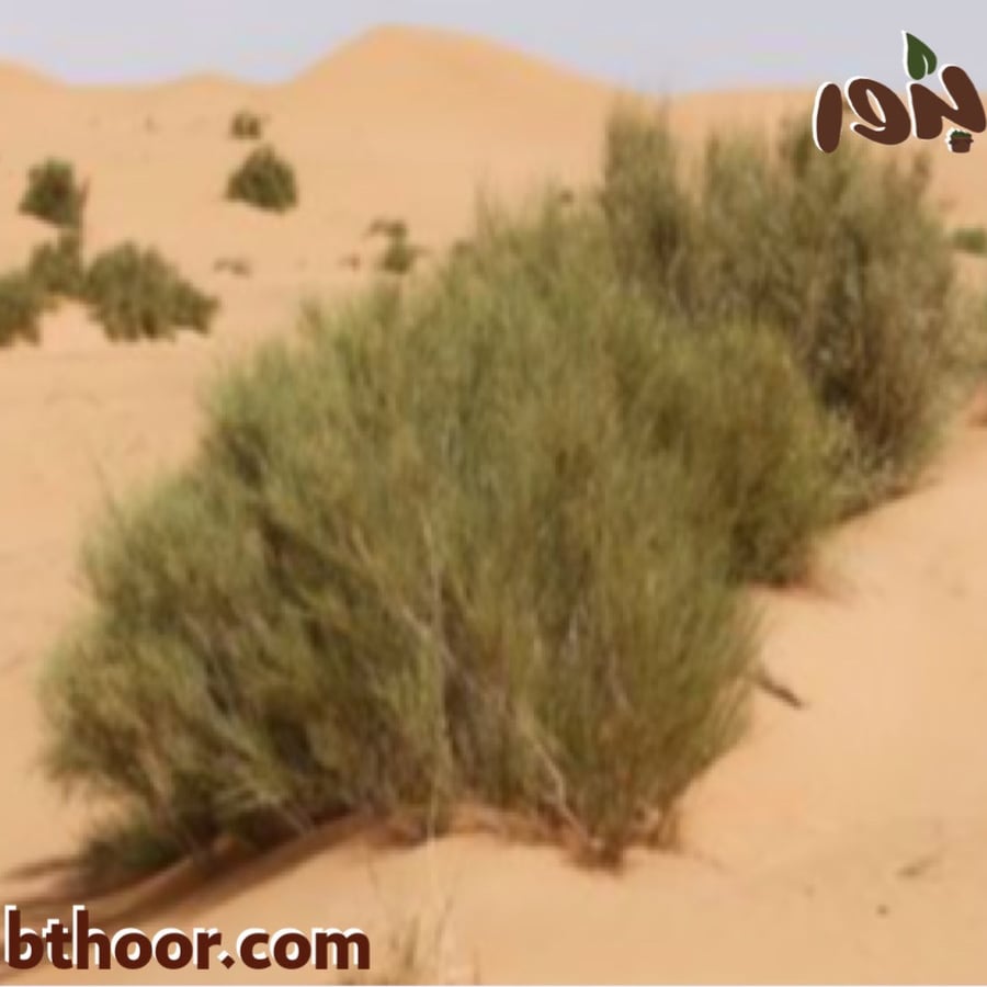 العلندة-متجر بذور الزراعي