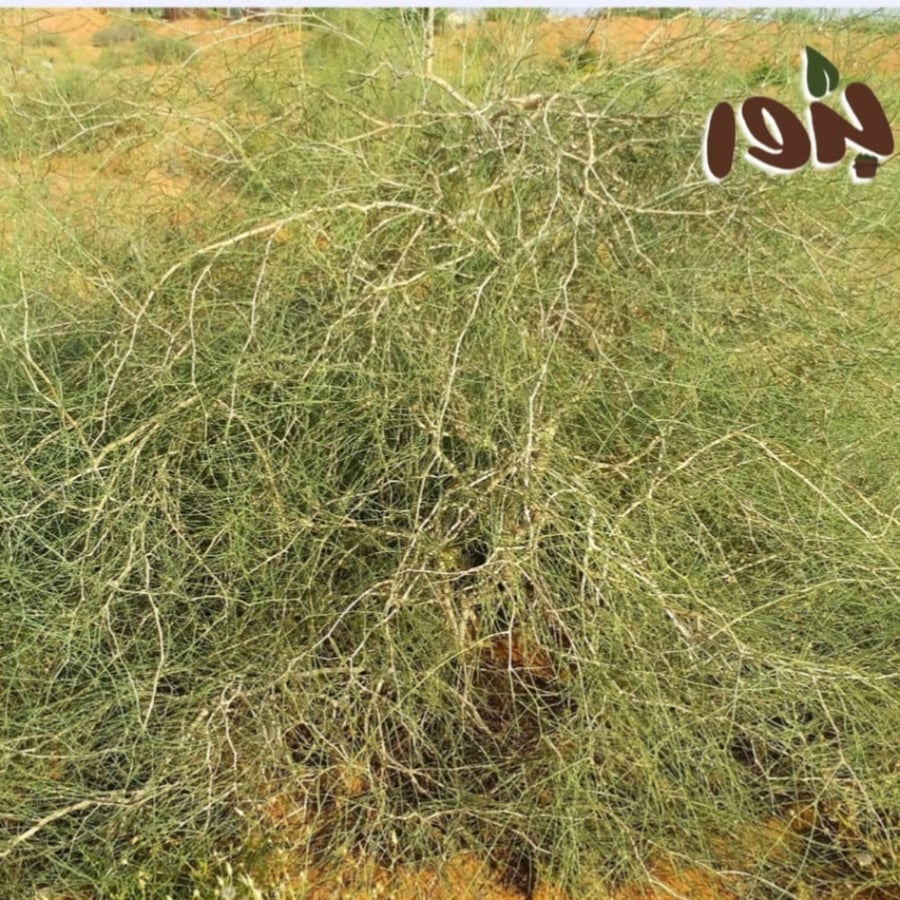 صورة شجيرة الارطى