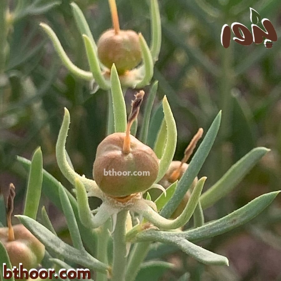 بذور حرمل السذاب البري-متجر بذور الزراعي