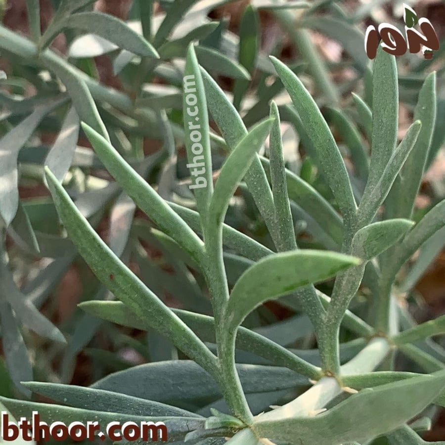 اوراق شجيرة السذاب البري-متجر بذور الزراعي