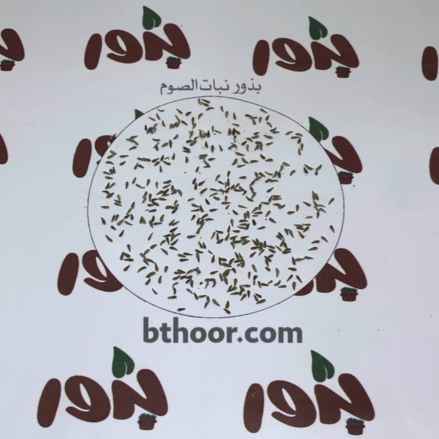 صورة بذور نبات الصوم