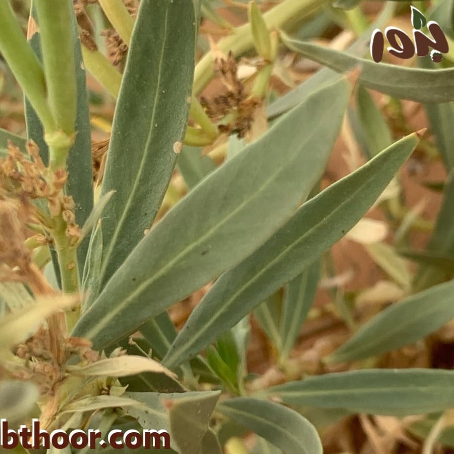 بذور عشبة الحرمل-متجر بذور الزراعي