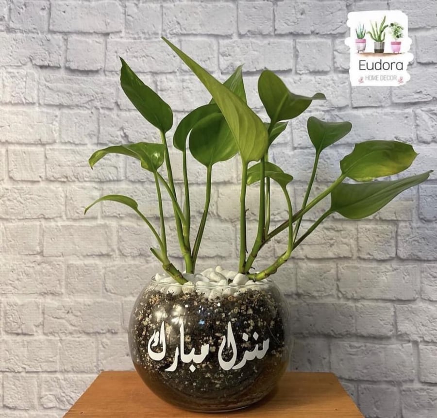 البوتس مع عبارة