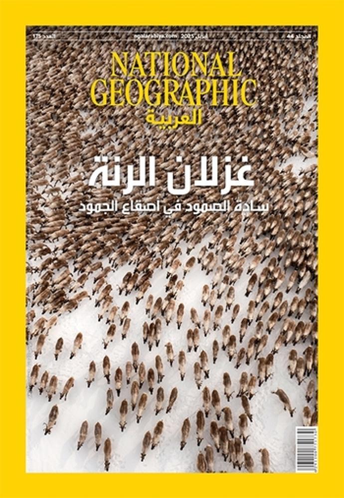 غزلان الرنة سادة الصمود في أصقاع الجمود