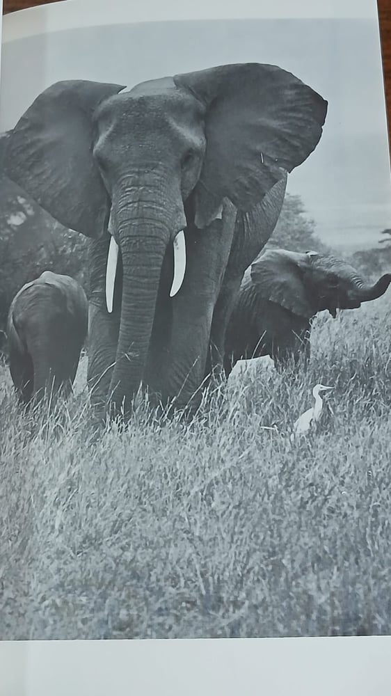 animals at peace (P8)