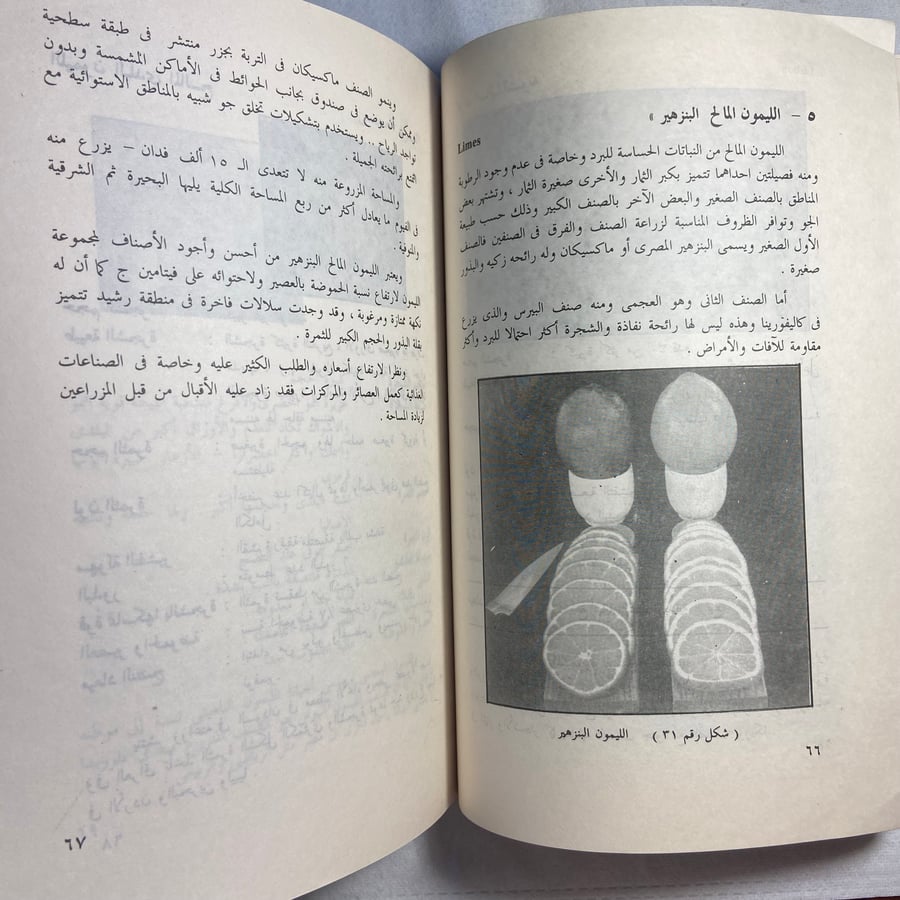 الموالح_محمد أحمد الحسيني