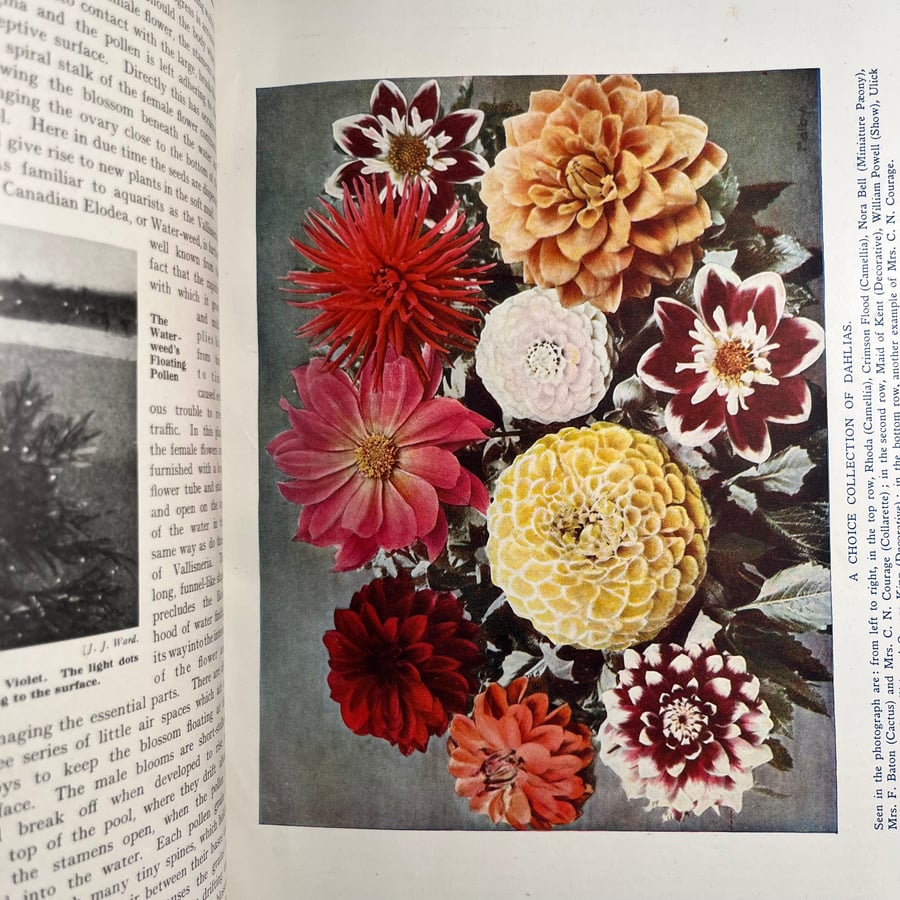 New book of gardenning- VOL .1-2-3  (M1)