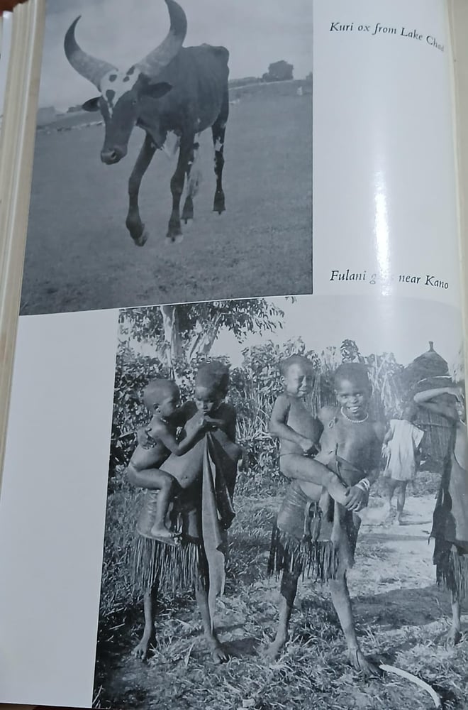 the african giant the story of a journey