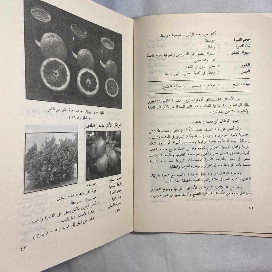الموالح_محمد أحمد الحسيني