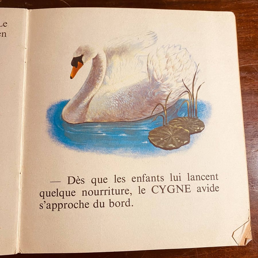 dans la basse cour-MS