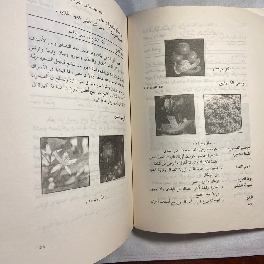 الموالح_محمد أحمد الحسيني