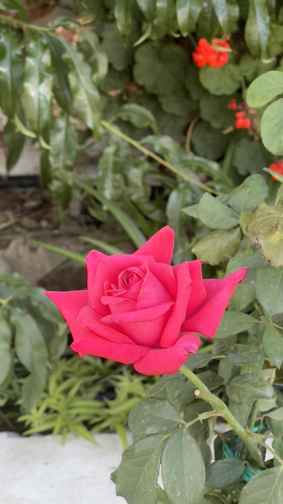 شتلة جوري وردي غامق