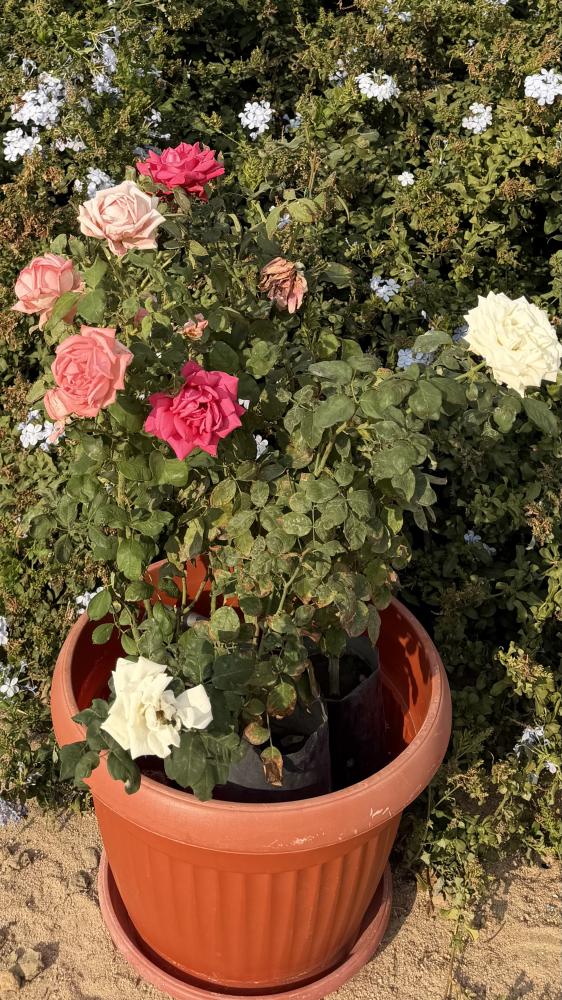 حوض الجوري المميز _ثلاث شتلات