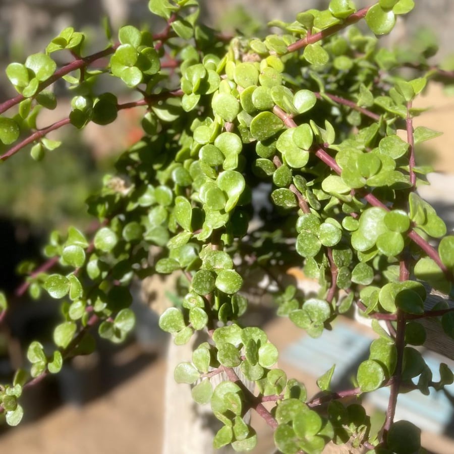 رجلة الصبار دمعة الطفل