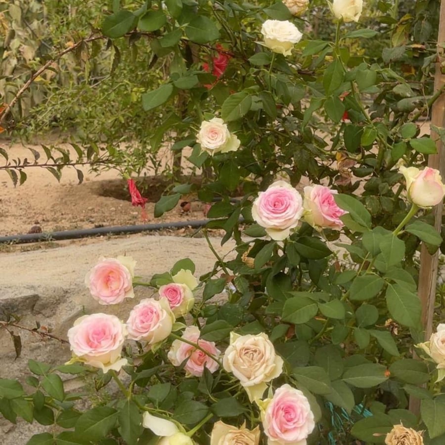 شتلة جوري دبل كلر  ( فرنسي )Eden rose