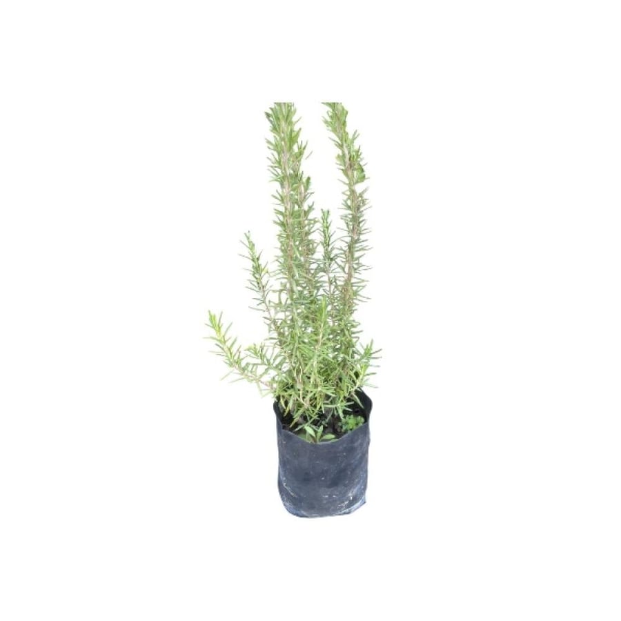 شتلة إكليل الجبل (روزماري) - Rosemary
