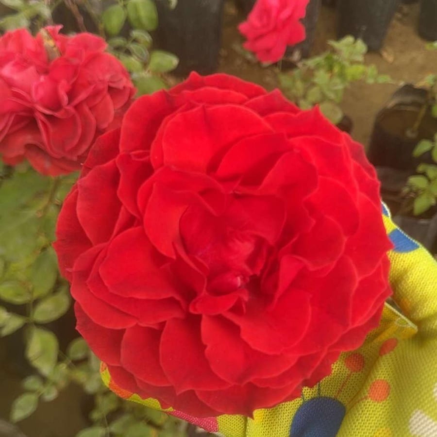 شتلة ورد جوري احمر