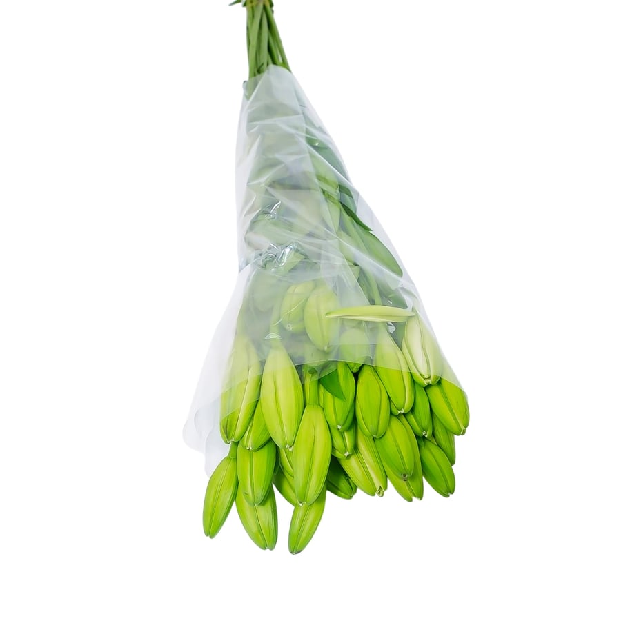 ورد طبيعي في الرياض