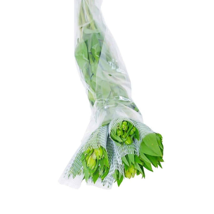 ستروميريا أبيض (Alstroemeria) - White Alstroemeria