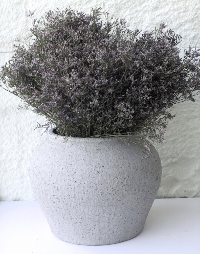 لمونيوم موف ستاتيسPurple Limonium