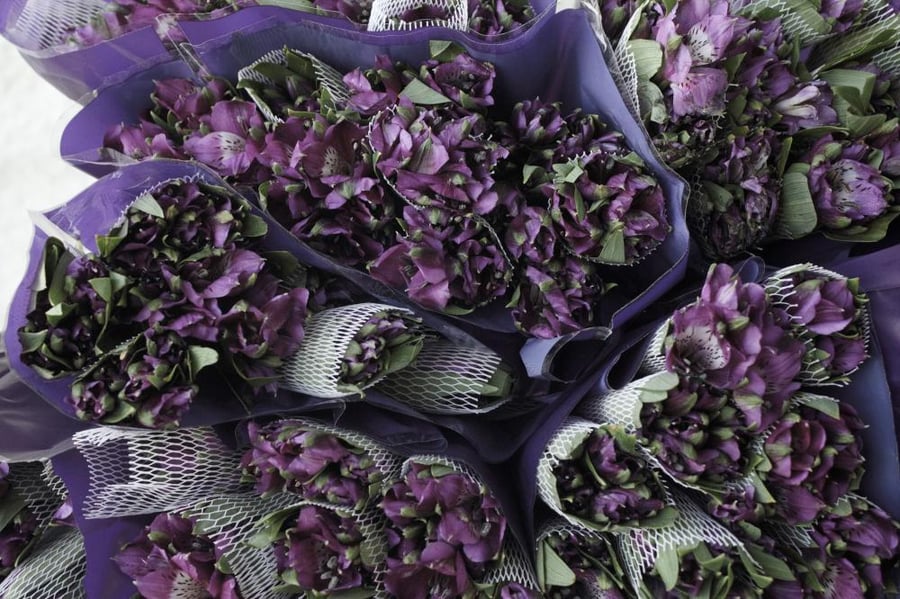 ستروميريا موف (Alstroemeria) - Purple Alstroemeria