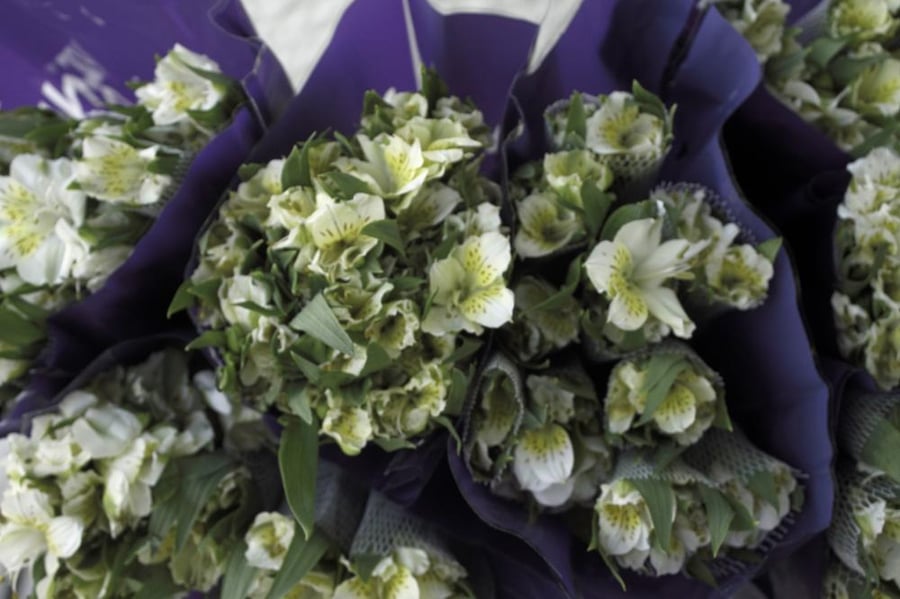ستروميريا أبيض (Alstroemeria) - White Alstroemeria