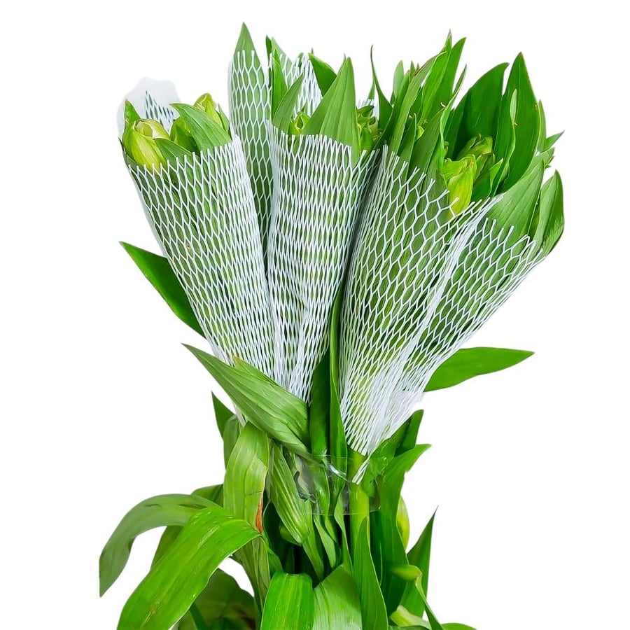 ستروميريا أبيض (Alstroemeria) - White Alstroemeria
