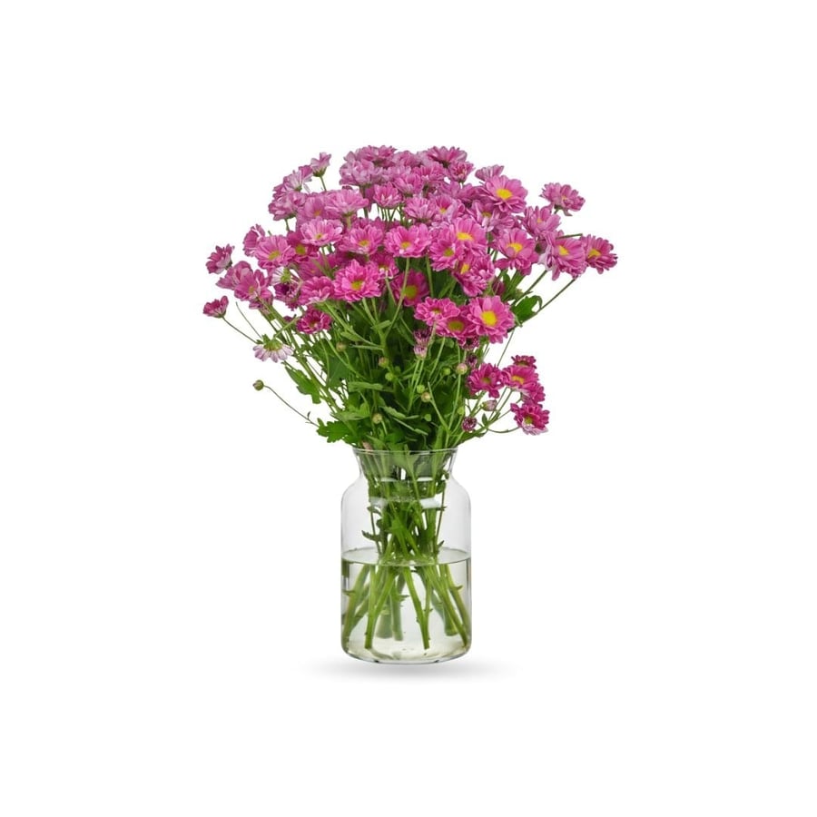 كريز سانتيني بنفسجي - Chrysanthemum Santini