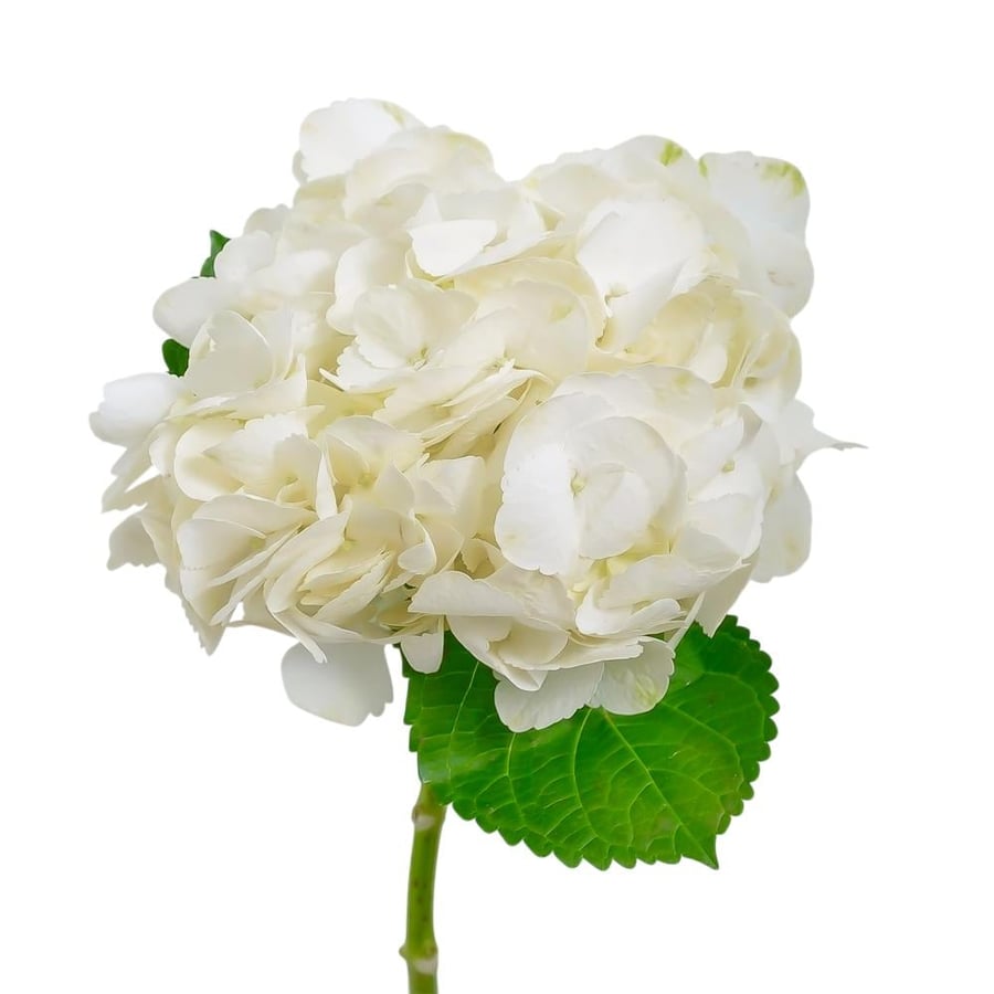 هايدرنجا أبيض (هيدرانجيا) - White Hydrangea