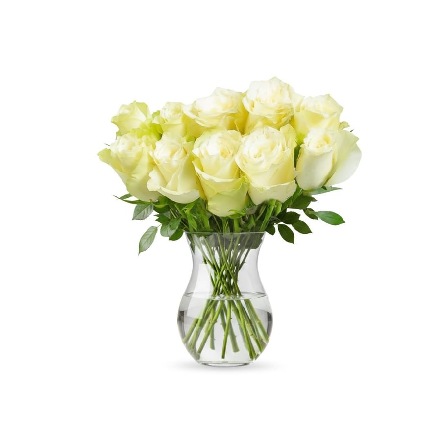 روز أبيض - White Rose