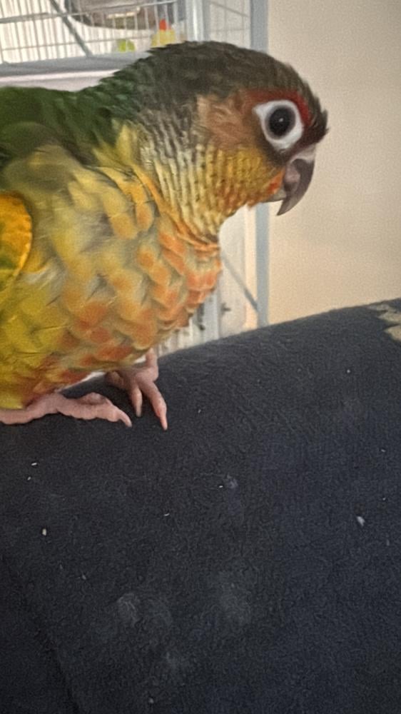 A yellow side chick, a verified independent baby.
