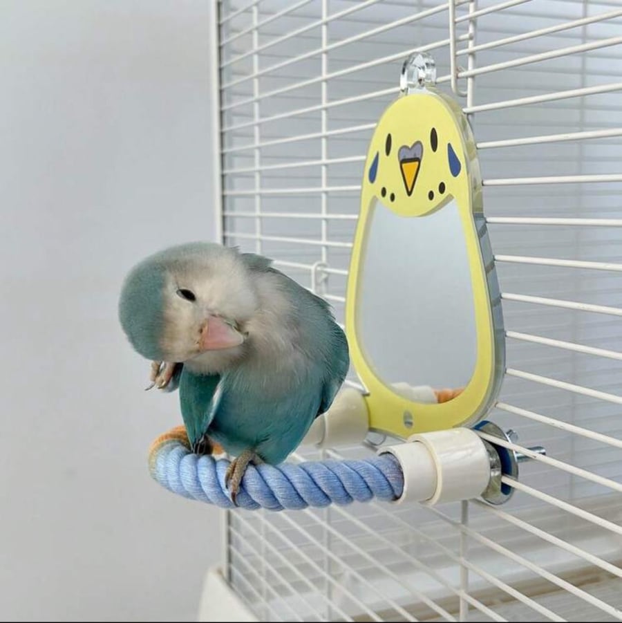 A single piece of acrylic mirror in the shape of a bird, for bird cages, an interactive anti-depression toy for birds, bird cage decor, flower of Biouna with tiger pattern, small cockatiel