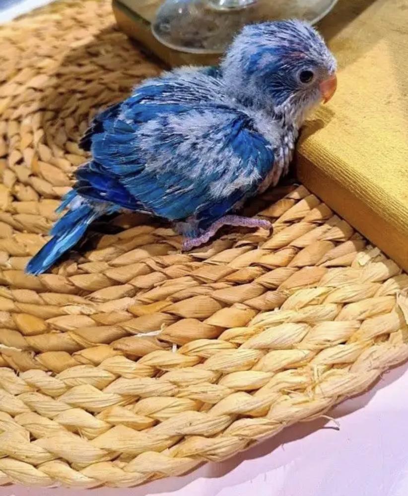 Blue Quaker chick