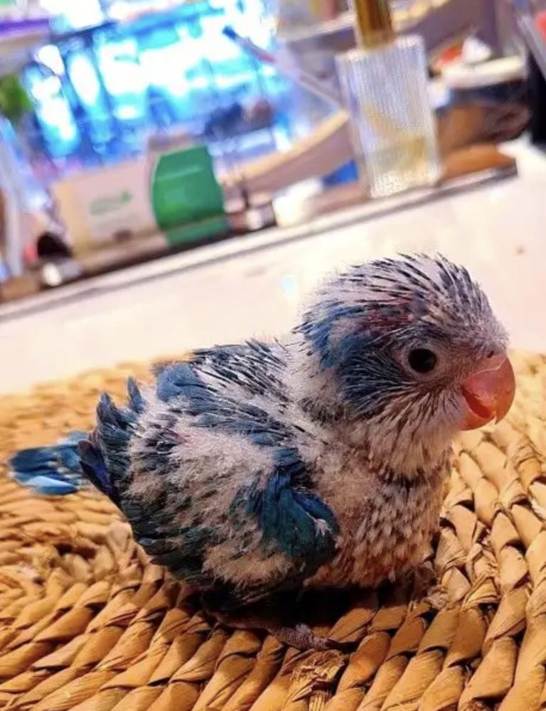 Blue Quaker chick