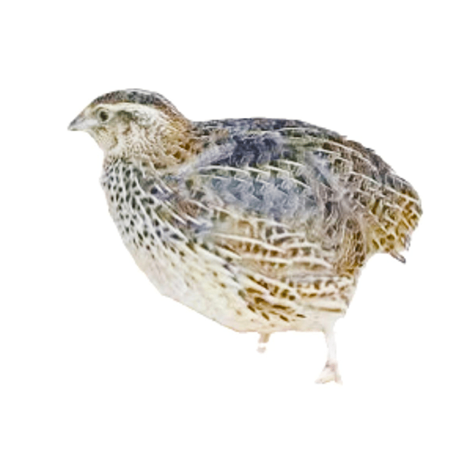 Fresh turkey with nuts