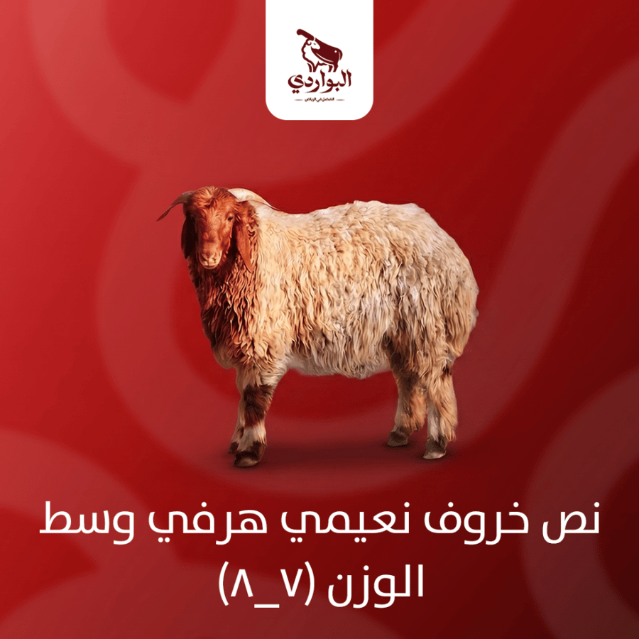 خروف نعيمي وسط