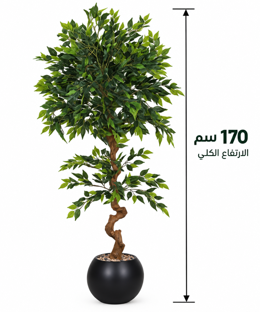 شجرة فيكس عود مائل صغير بحوض بلاستيك