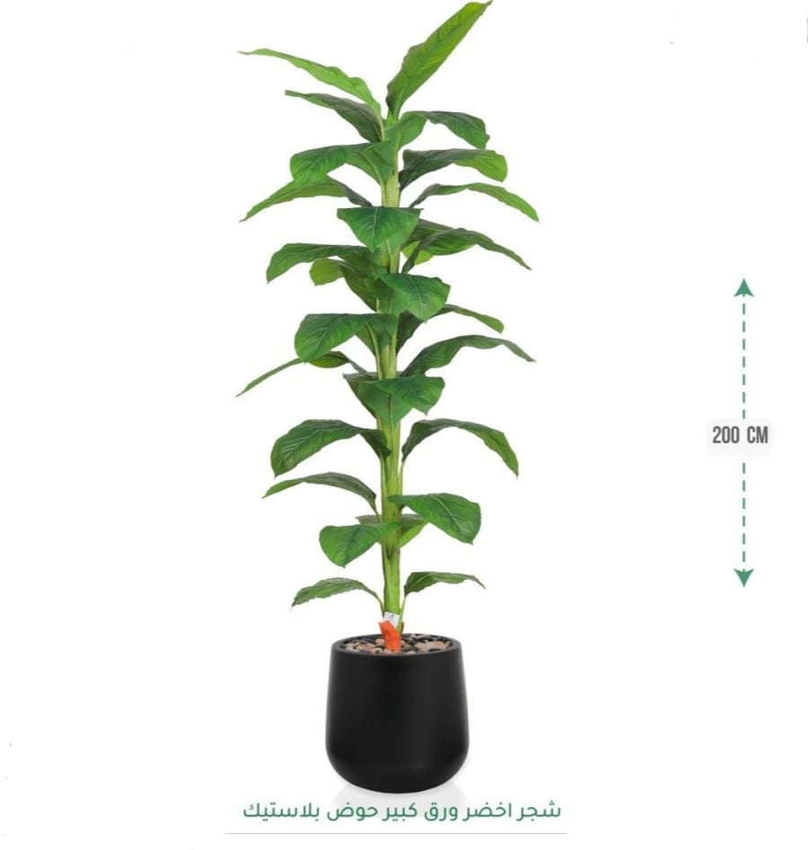 نباتات
